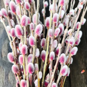 3 Pink Pussy Willow Cuttings, 8-10 Inch Tall, Easy To Root Pussy Willow Plant Live, Cut Flower Pussy Willow Tree Live Plant