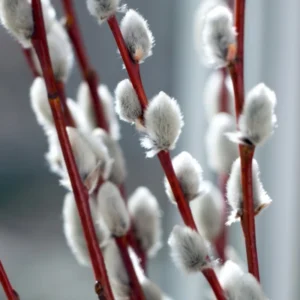 20 Pussy Willow Cuttings, 8-10 Inch Tall, Easy To Root Pussy Willow Plant Live, Cut Flower Pussy Willow Tree Live Plant