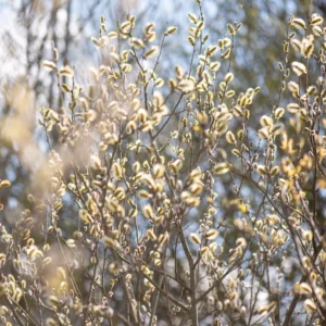 20 Pussy Willow Cuttings, 8-10 Inch Tall, Easy To Root Pussy Willow Plant Live, Cut Flower Pussy Willow Tree Live Plant