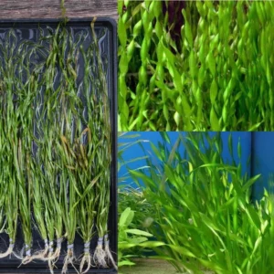 3 Corkscrew Vallisneria Live Plants, Twisted Vertical Leaves Aquarium Plants Live, Fresh Water Aquatic Plants for Pond