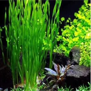 3 Corkscrew Vallisneria Live Plants, Twisted Vertical Leaves Aquarium Plants Live, Fresh Water Aquatic Plants for Pond