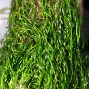 3 Corkscrew Vallisneria Live Plants, Twisted Vertical Leaves Aquarium Plants Live, Fresh Water Aquatic Plants for Pond