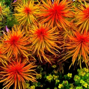 7 Mix Red Aquarium Plants Live Stems, No Root, Fresh Water Aquatic Plants for Pond, Live Plants for Freshwater Aquarium Fish Tanks