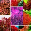 Combo 7 Mix Aquarium Plants Live Stems, No Root, Red Color When Bright Light Fresh Water Aquatic Plants for Pond, Live Plants for Freshwater Aquarium Fish Tanks