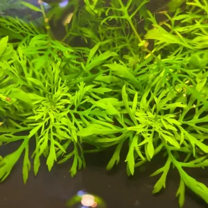 7 Mix Green Aquarium Plants Live Stems, No Root, Fresh Water Aquatic Plants for Pond, Live Plants for Freshwater Aquarium Fish Tanks