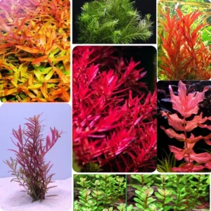 Combo 7 Mix Aquarium Plants Live Stems, No Root, Red Color When Bright Light Fresh Water Aquatic Plants for Pond, Live Plants for Freshwater Aquarium Fish Tanks