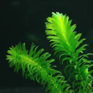 7 Mix Green Aquarium Plants Live Stems, No Root, Fresh Water Aquatic Plants for Pond, Live Plants for Freshwater Aquarium Fish Tanks