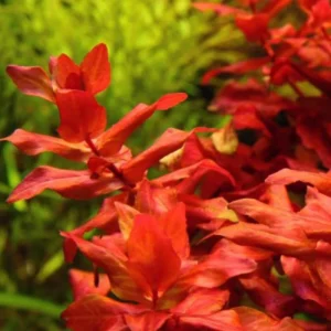 Live Aquarium Plants Stems Freshwater for Tank Beginner, Fresh Water Aquatic Plants for Pond, Aquarium Plants Live, Easy to Plant in Tank