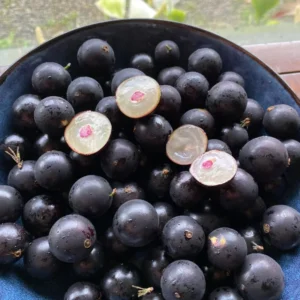 Jaboticaba Tree, Black Jaboticaba Fruit Tree, Live Fruit Tree In 1 Gallon Pot, From 2 Feet Tall No Ship To CA