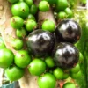 Jaboticaba Tree, Black Jaboticaba Fruit Tree, Live Fruit Tree In 1 Gallon Pot, From 2 Feet Tall No Ship To CA