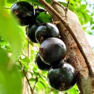 Jaboticaba Tree, Black Jaboticaba Fruit Tree, Live Fruit Tree In 1 Gallon Pot, From 2 Feet Tall No Ship To CA