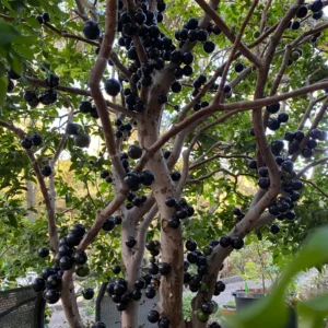 Jaboticaba Plant, Black Jaboticaba Tree Plant Large, Fruit Tree Live Plant Gallon Potted No Ship To CA
