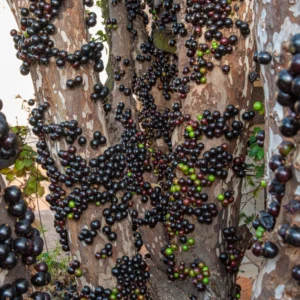 Jaboticaba Plant, Black Jaboticaba Tree Plant Large, Fruit Tree Live Plant Gallon Potted No Ship To CA