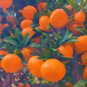 Clementine Mandarin Orange Tree, Clementine Mandarin Fruit Tree, Mandarin Tree 2 Feet For Planting No Ship To CA