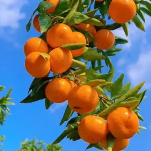 Clementine Mandarin Orange Tree, Clementine Mandarin Fruit Tree, Mandarin Tree 2 Feet For Planting No Ship To CA