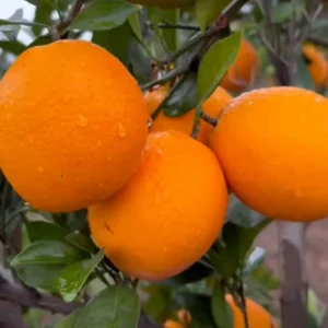 Navel Orange Tree Live Plant, Fruit Orange Tree, Orange Fruit Tree Live Plant Potted From 2 Feet Tall No Ship To CA