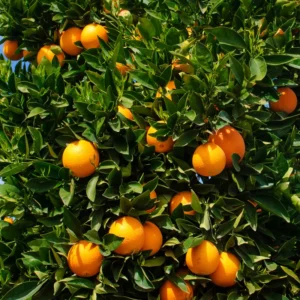 Navel Orange Tree Live Plant, Fruit Orange Tree, Orange Fruit Tree Live Plant Potted From 2 Feet Tall No Ship To CA