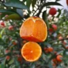 Red Navel Orange Tree 2 To 3 Feet Tall Live In Pot, Orange Fruit Tree, Sweet Orange Fruit Tree Live Plant For Growing No Ship To CA