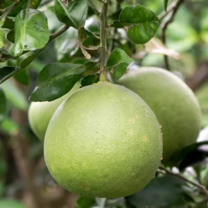 Grapefruit Tree, Sweet Grapefruit Tree, Grapefruit Tree Live, Grapefruit Plant Live In Pot, 2 To 3 Feet Tall Outdoor Planting No Ship To CA