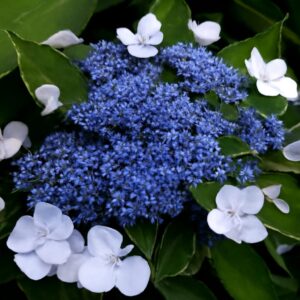 Hydrangea Plant Live, Hydrangea Shrub Bush, Hydrangea Live Plant for House Planting, Outdoor Hydrangea, 4-8" Tall, No Pot, Lacecap Petals