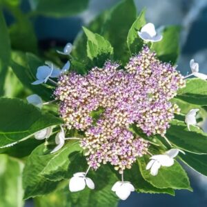 Lacecap Petals Hydrangea Live Plant Bush Shrub for Planting, 4 to 8 Inc Tall, Hydrangea Plant Tree