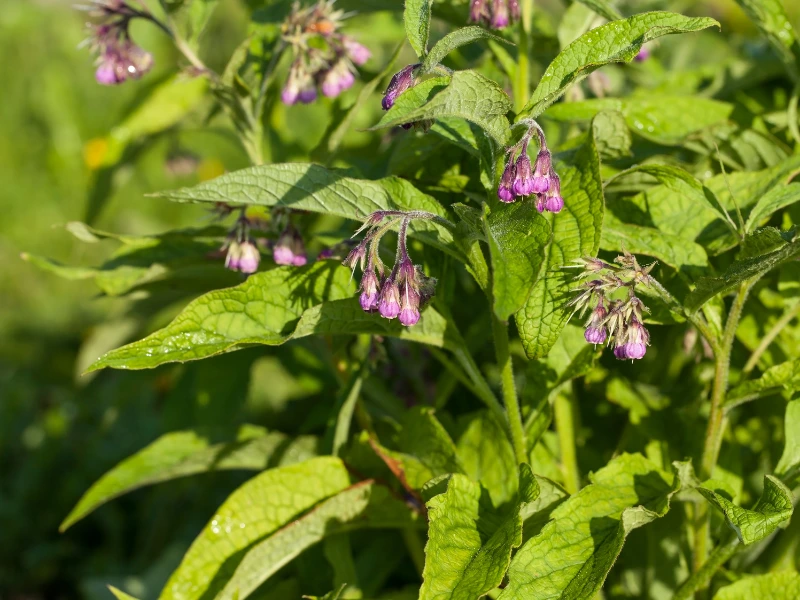 how to grow comfrey