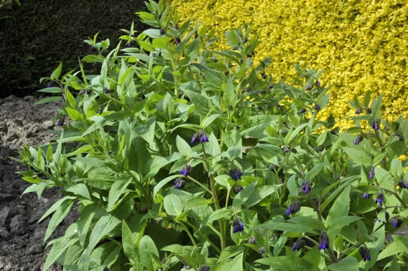 comfrey variety How to Grow Comfrey: The Complete Guide for Organic Gardeners