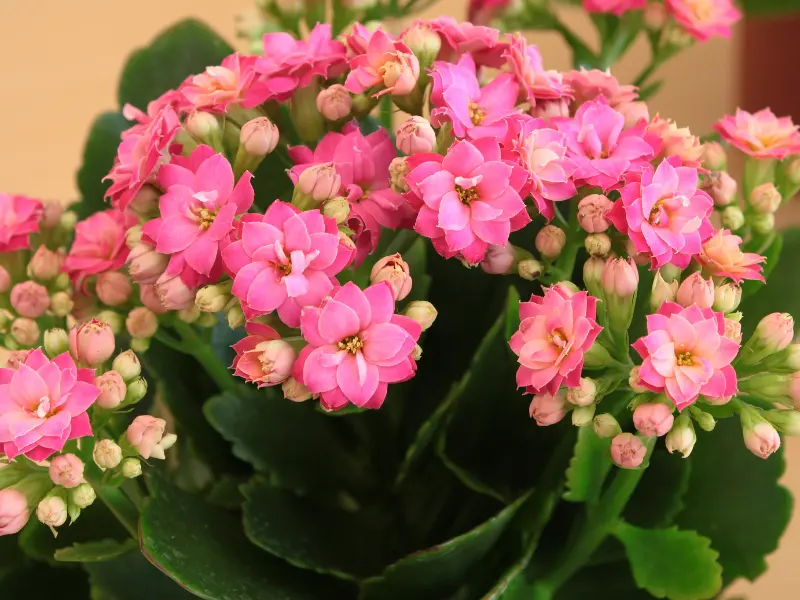 Kalanchoe flowers, indoor flowering plants