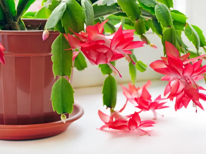 Holiday Cactus