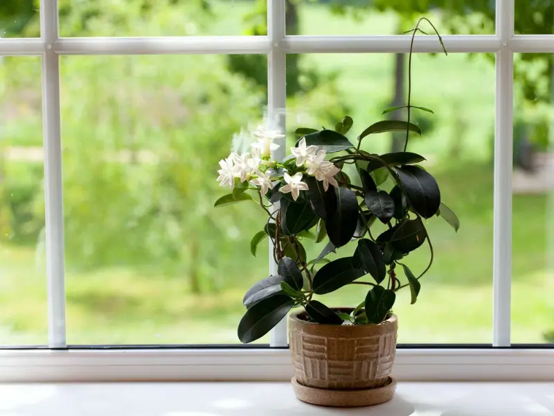 jasmine in pot