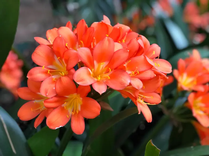 Clivia (Clivia miniata)