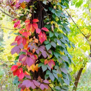 4 Virginia Creeper Live Plants, Virginia Creeper Ivy Roots, 10-14 Inch Tall, Hardy Ivy Plants for Landscaping Ground Cover