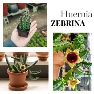 Zebrina Cactus, Lifesaver Cactus Plant Live, Rare Cactus Plant Potted, Houseplant Succulent Live in 2 Inch Potted, Home Decor, Cold Hardy, Ornamental Cactus Starfish Plant