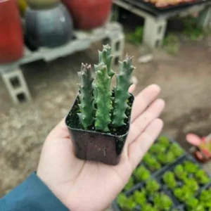 Zebrina Cactus, Lifesaver Cactus Plant Live, Rare Cactus Plant Potted, Houseplant Succulent Live in 2 Inch Potted, Home Decor, Cold Hardy, Ornamental Cactus Starfish Plant