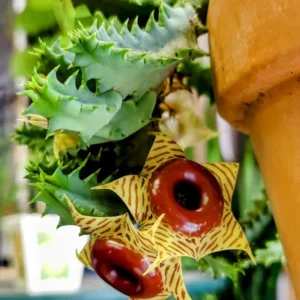 Zebrina Cactus, Lifesaver Cactus Plant Live, Rare Cactus Plant Potted, Houseplant Succulent Live in 2 Inch Potted, Home Decor, Cold Hardy, Ornamental Cactus Starfish Plant