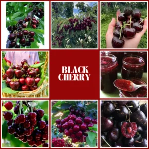 Black Cherry Trees Bare Root Seedlings 6-12 Inch Fruit Trees Live Plants Set of 2