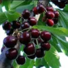 Black Cherry Trees Bare Root Seedlings 6-12 Inch Fruit Trees Live Plants Set of 2
