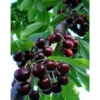 Black Cherry Trees 2-Pack Bare Root Seedlings 2-3ft Cherry Fruit Trees
