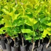 Dwarf Mulberry Live Plant 6-10 Inch in 3.5 Inch Pot Mulberry Fruit Tree