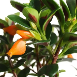 Goldfish Plant Live Indoor 4-Inch Pot Orange Flowers