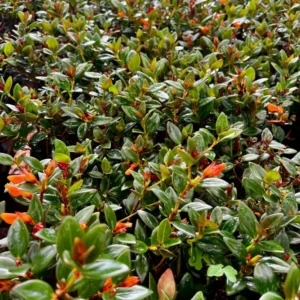 Goldfish Plant Live Indoor 4-Inch Pot Orange Flowers