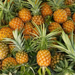 Live Pineapple Plants 2-Pack | Sweet Yellow Fruit Trees 5-7 Inches