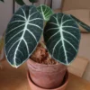 Black Velvet Alocasia Live Plant | Houseplant | Bareroot | Low Light