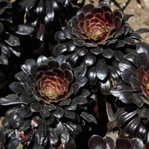 Black Aeonium Succulent Live Bareroot Plant - Rare Succulent - Easy Care