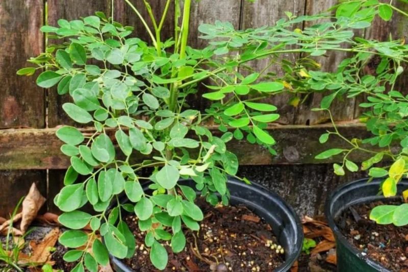 growing moringa in pots