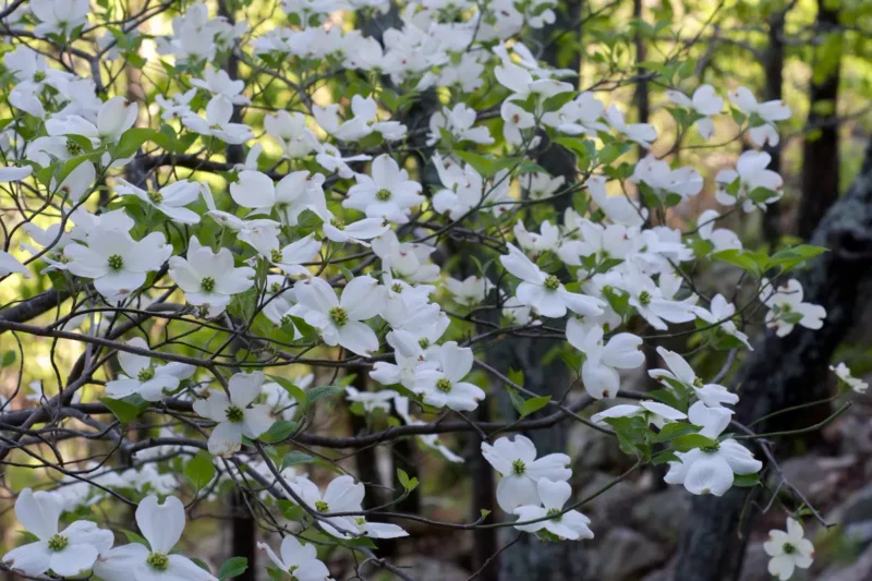 kousa dogwood flowers