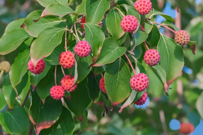 kousa dogwood fruits