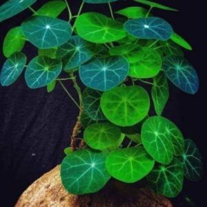 Big Stephania Plant Caudex, Stephania Cepharantha Bulb (2.5-3") Vining Plant Easy Planting, Stephania Live Plant, Rare Succulent Plant, No Leaf, Climbing Flowering Vine Plant