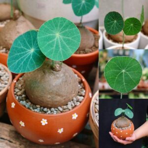 Big Stephania Plant Caudex, Stephania Cepharantha Bulb, Vining Plant Easy Planting, Stephania Live Plant, Rare Succulent Plant, No Leaf, Climbing Flowering Vine Plant