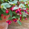 Purple Fuchsia Plant Live - 3 Inch Ornamental Flowering Plant Indoor Outdoor